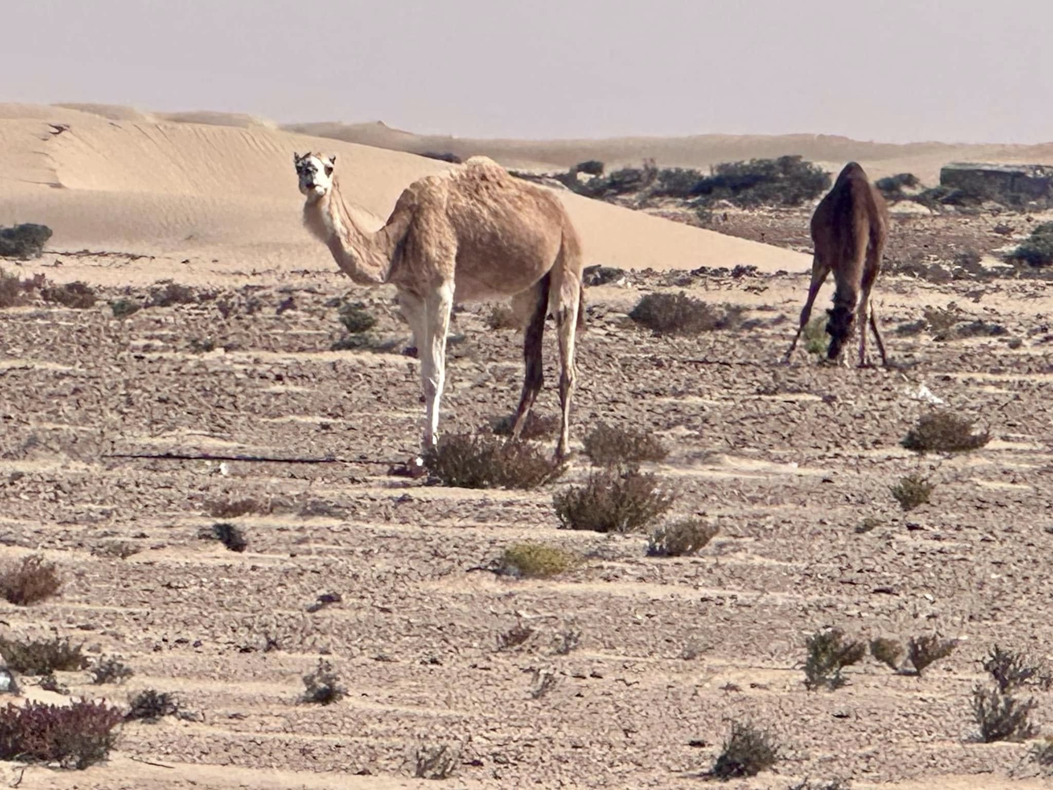 Camels