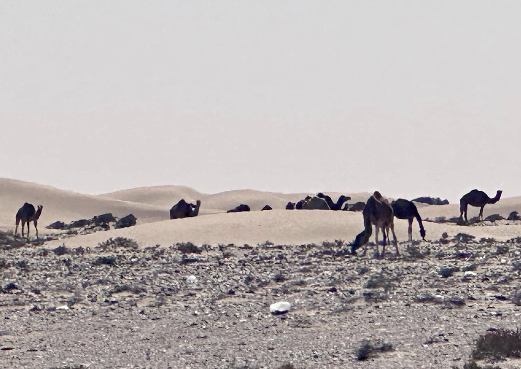 More camels