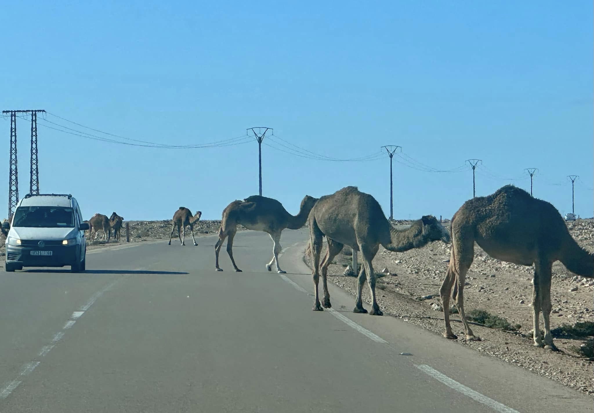 More camels!
