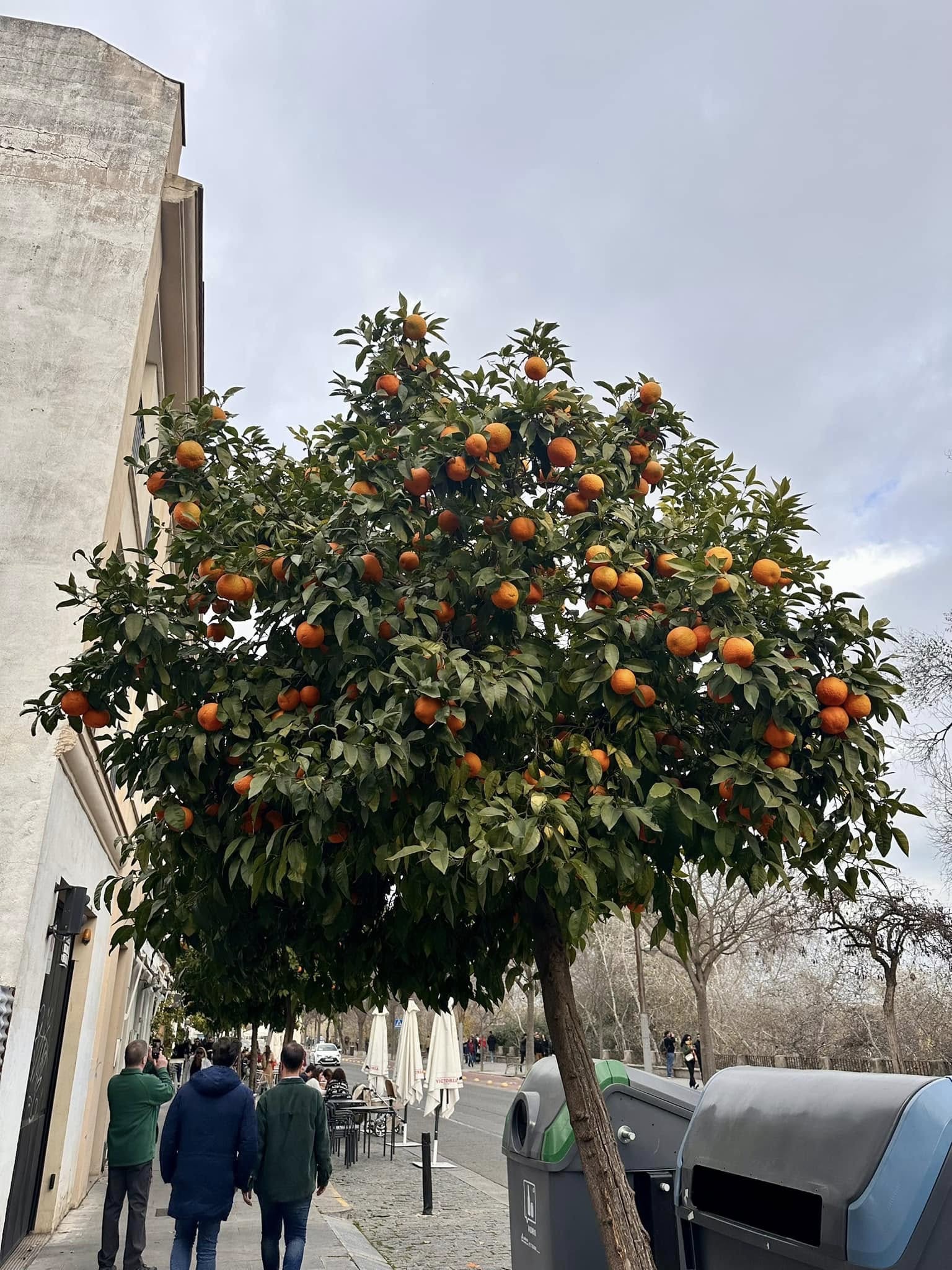 Oranges, Cordoba